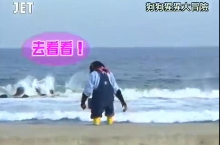 不可错过的《猩猩狗狗大冒险》！小庞的模仿技能太赞了